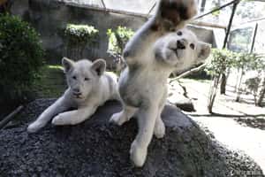 想摸摸看嗎？罕見小白獅在墨西哥亮相