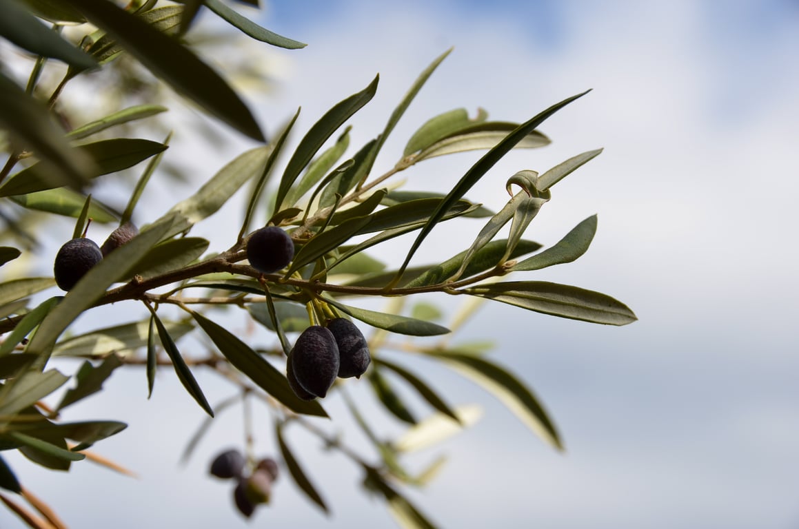 「小偷比農夫生產更多油」橄欖油價飆漲，地中海地區橄欖賊猖獗