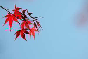 氣候變化干擾，將來楓紅可能成絕響