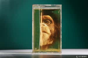 動物標本大本營！  英國格蘭特博物館給你一場驚奇動物之旅