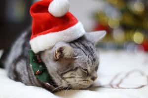 一唱就是200年 聖誕名曲《平安夜》如何傳遍全世界？