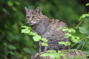 紐西蘭狩獵比賽 鼓勵孩童獵捕野貓引爭議