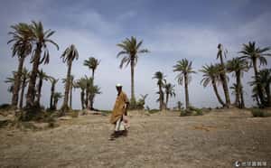 讓綠金滿地      巴基斯坦「十億樹木海嘯」計畫推全國