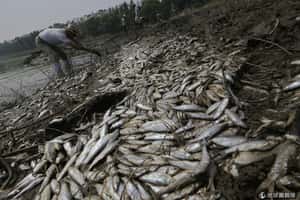 死魚綿延數十里  湖北再爆汙染隱憂