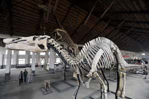 在恐龍身上找到人類也會得的罕見疾病 6,600萬年前的鴨嘴龍化石來解密