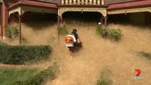 「毛毛危機」令人慌   澳洲乾草淹沒家園