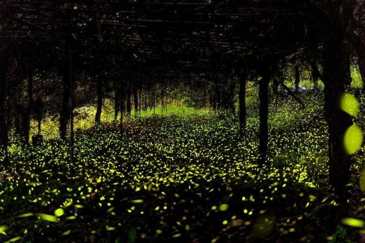  高雄那瑪夏賞絕美「螢河」 順遊粉色浪漫花旗木、品嘗米其林必比登美食 