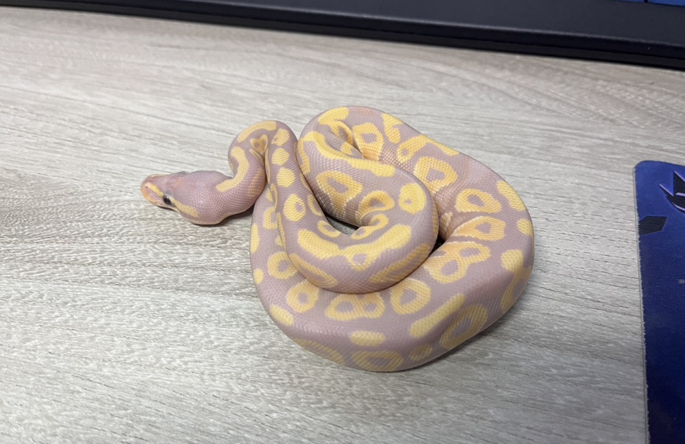 4天收容1隻寵物蛇　新北市動保處籲加強飼養管理