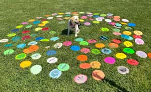 【國際新聞汪一下】公園最佳守門員，聰明的黛西為你拾回撿不回的飛盤