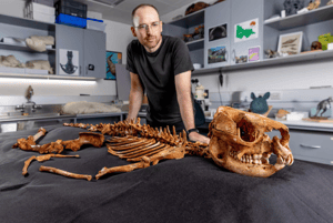 上古袋鼠的最後身影　澳洲科學家從地底深處，帶回5萬年前的完整袋鼠化石