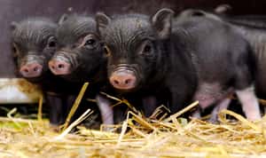 小豬你在說什麼？科學家、AI聯手分析豬叫聲