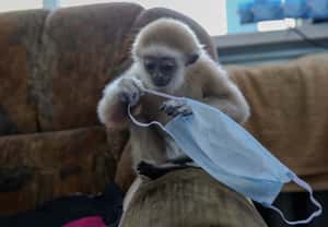 【地球 24小時】04/07 口罩品管交給我