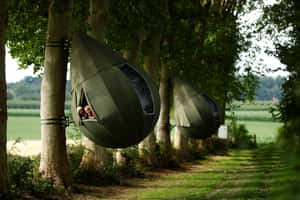 【地球 24小時】07/08 樹上「長」出一間房