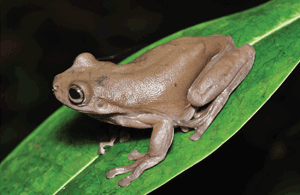 原來哈利波特是真的 澳洲科學家發現真．巧克力蛙