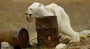 從北極熊翻垃圾桶，談餵食動物是否對生態造成干預？