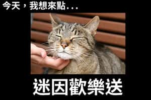 【迷因專題05】為什麼我們愛迷因？