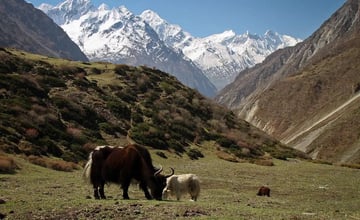 Discovering the Hidden Charm of Tsum Valley Trek