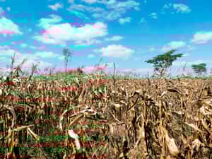 百年來強度最大聖嬰現象  全球2800萬人沒食物吃