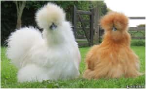 這是──雞！夢幻烏骨寵物雞