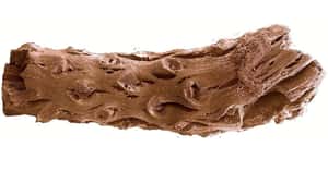 英學者「不小心」發現   史上最老松樹化石