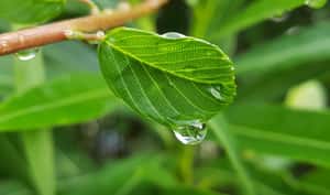 我聽見下雨的聲音！科學家證實：水稻種子能感知雨聲，加速破土發芽