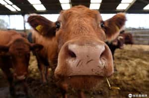 牛也有交友軟體！英國新創推出App讓農場主人幫牛尋找真愛