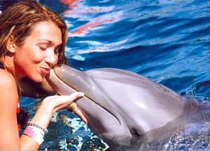 被圈養的海豚快樂嗎？生物學家解謎去