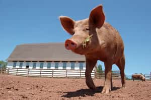 瑞士屠夫公開殺豬  被比做IS恐怖分子