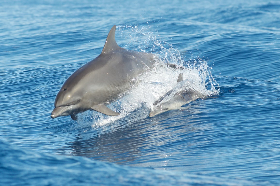 聽海豚媽媽的話！最新研究：瓶鼻海豚也會陪寶寶牙牙學語