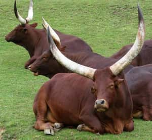 「在牛屁屁畫眼睛」 不當獅子晚餐的好方法