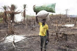 紅木家具背後的秘密   幾內亞比索非法伐木數激增