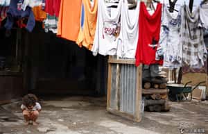 流浪者悲歌  吉普賽民族