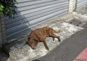 幸福的社區狗 TNR可參考