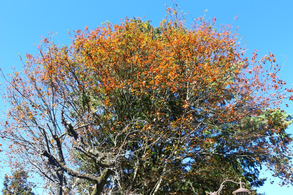 ,嘉義,阿里山,賞楓,小火車,鐵路,