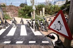 動物園倒閉危機 疫情下反思存廢契機