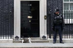 英國首相換人 首席捕鼠官留守官邸