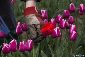 穿梭彩虹花田中