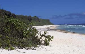 塑膠垃圾入侵！世上最遠天堂島成垃圾島