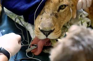 【地球 24小時】02/21  獅子健康檢查