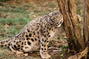 【飛行船通訊】上半年就要咻咻結束，好想跟前總統一起大睡三天三夜