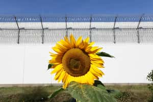 在監獄種植物會發生什麼事？