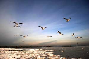 研究：水鳥似乎懂得透過衣著判斷人的威脅性