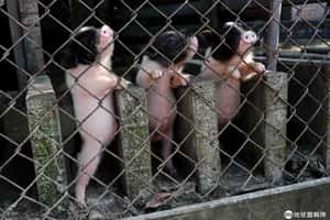 【豬年行大運的地球 24小時】02/03 小豬仔排排站