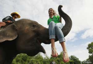 國際組織揭露亞洲「殘忍」大象交易