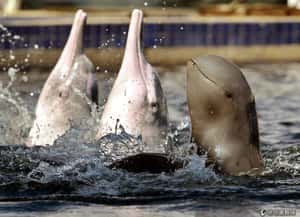 澳洲發現新品種海豚