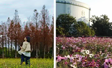 [台中西屯] 冬季限定美景｜ 廣福花海｜台中免費賞花景點推薦！ – 萍姐愛分享