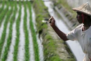 天貓「掏」出了台灣米的春天？