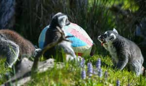 【地球 24小時】04/05 狐猴也要一起過節