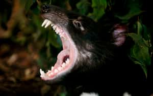 3,000年後重返故鄉 塔斯馬尼亞惡魔登陸澳洲大陸