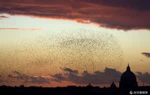 避免鳥屎攻城   羅馬找美國獵鷹當幫手